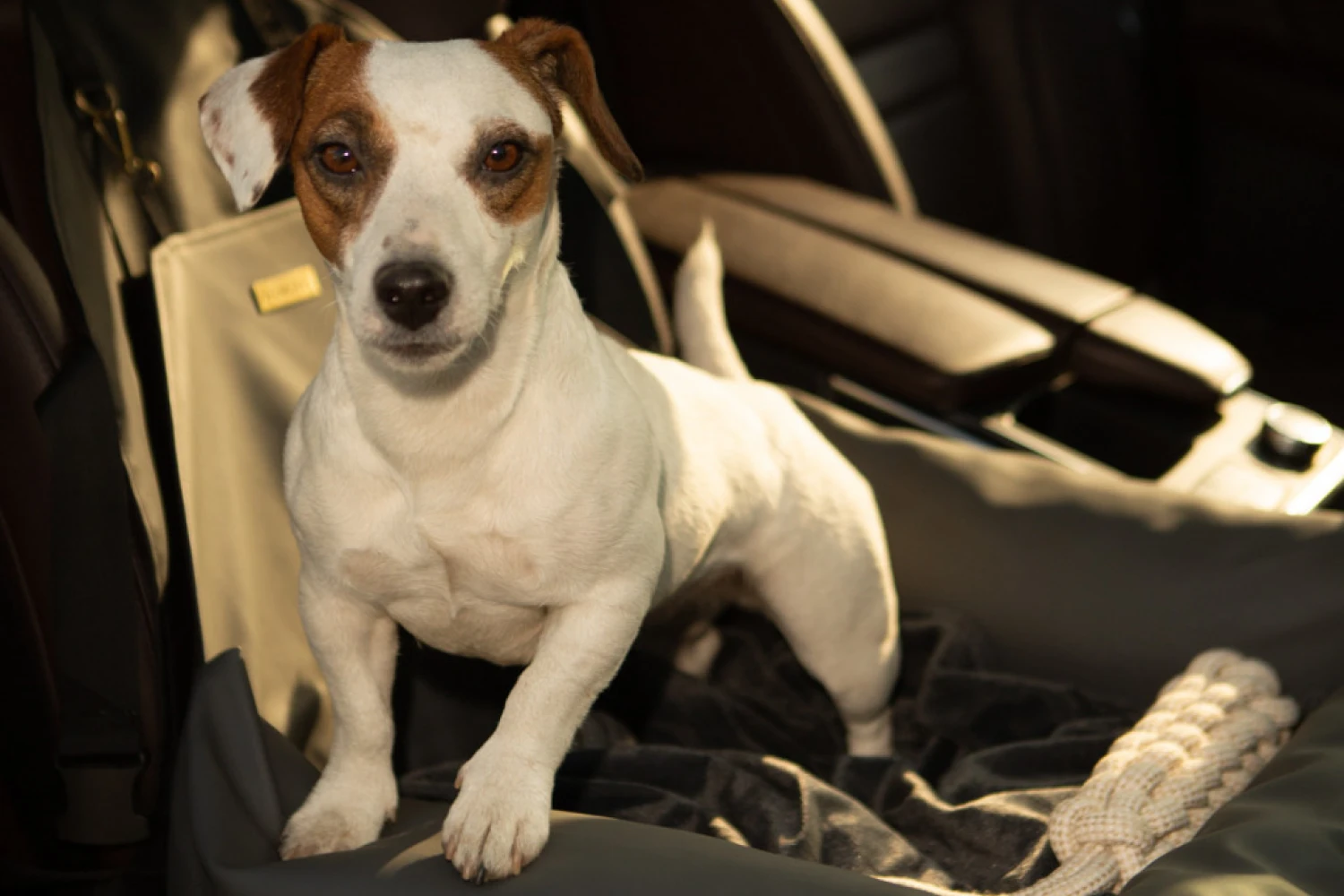 Volkswagen Tiguan Dog Car Seat for Chinese Cresteds